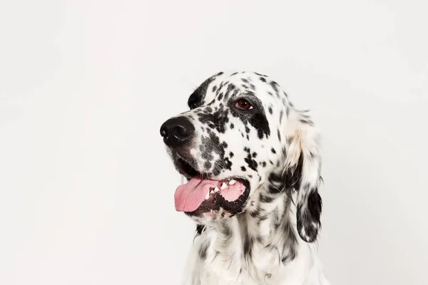 Portret pies Seter szuka — Zdjęcie stockowe