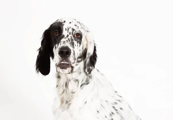 Retrato cão setter olhando — Fotografia de Stock