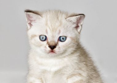 İngiliz bir yavru kedi portresi