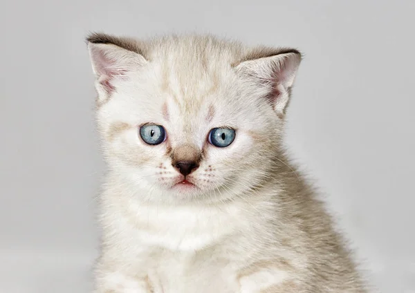İngiliz bir yavru kedi portresi — Stok fotoğraf