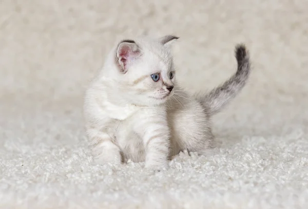 Kitten of the British breed looks — Stock Photo, Image