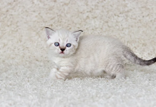 Gatinho britânico assiste um tapete fofo — Fotografia de Stock