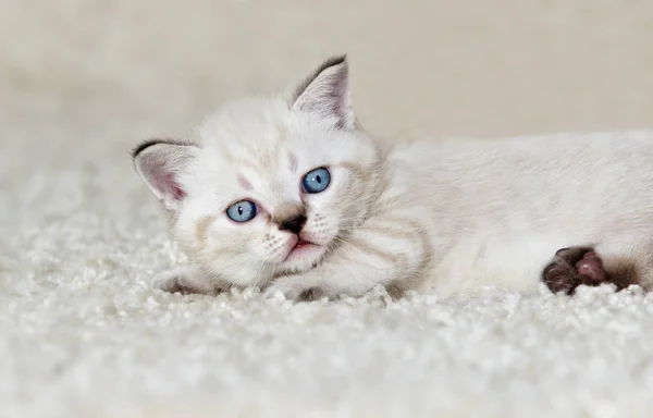 Cute kitten looks — Stock Photo, Image