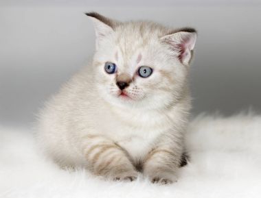 İngiliz yavru kedi kabarık yorgan saatler