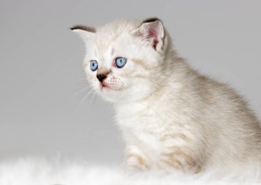 İngiliz yavru kedi kabarık yorgan saatler