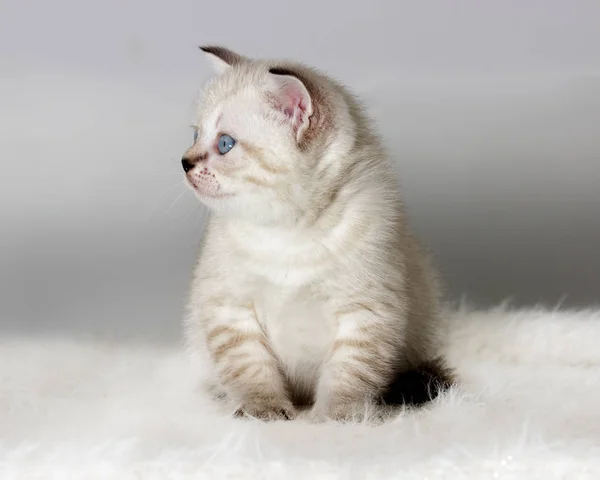 British kitten watches a fluffy coverlet — Stock Photo, Image