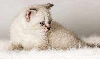 İngiliz yavru kedi kabarık yorgan saatler