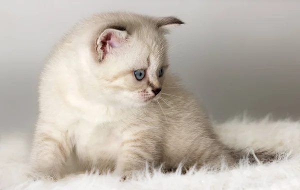 Britisches Kätzchen beobachtet eine flauschige Decke — Stockfoto