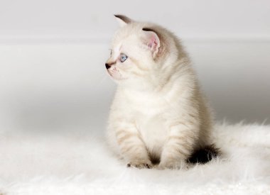 İngiliz yavru kedi kabarık yorgan saatler