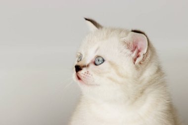 Profil sahibi İngiliz yavru kedi