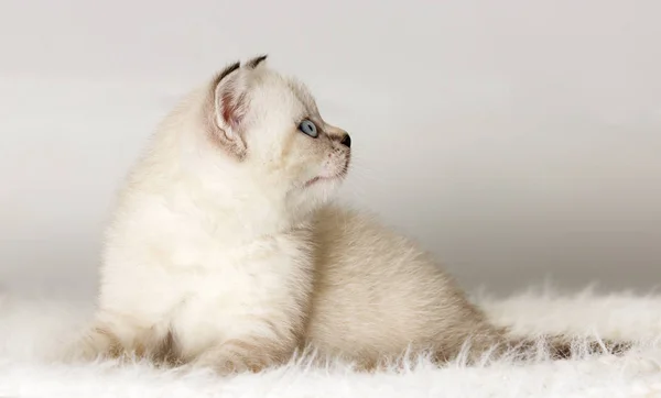 ブリティッシュ子猫時計ふわふわ布団 — ストック写真