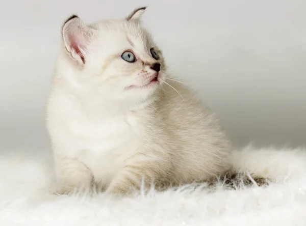 Gatinho britânico assiste a um coverlet fofo — Fotografia de Stock