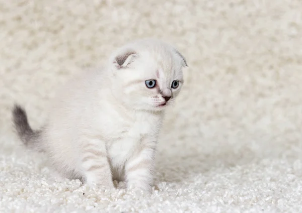 Gatinho britânico assiste um tapete fofo — Fotografia de Stock