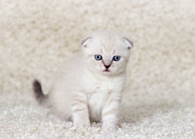 tüylü bir halı üzerinde küçük kedi yavrusu