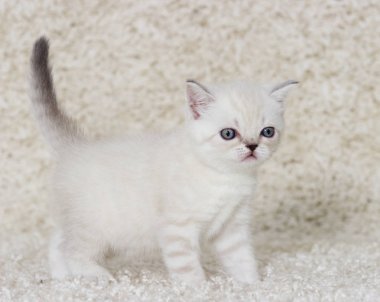 tüylü bir halı üzerinde küçük kedi yavrusu