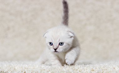 tüylü bir halı üzerinde küçük kedi yavrusu