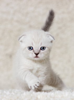 tüylü bir halı üzerinde İngiliz kedicik