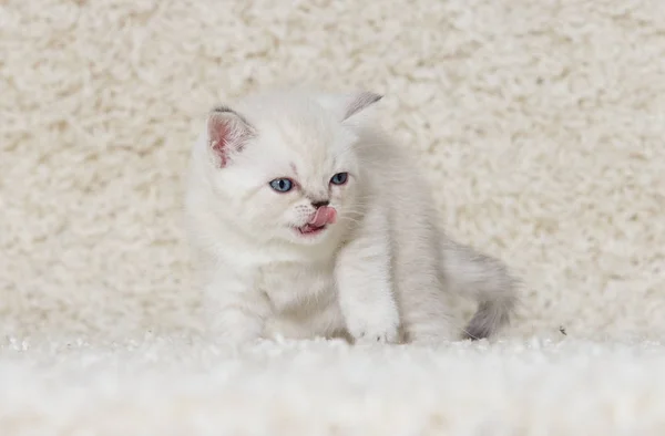 Little kitten on a fluffy carpet — Stock Photo, Image