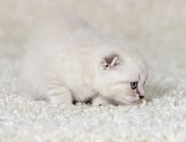 Gatito en una alfombra esponjosa —  Fotos de Stock