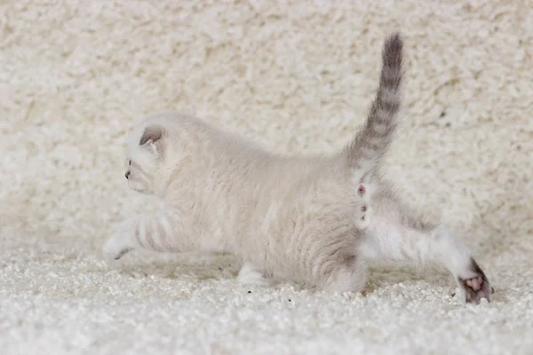 Gatinho em um tapete fofo — Fotografia de Stock