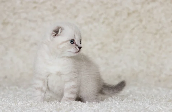 Liten kattunge på en fluffig matta — Stockfoto