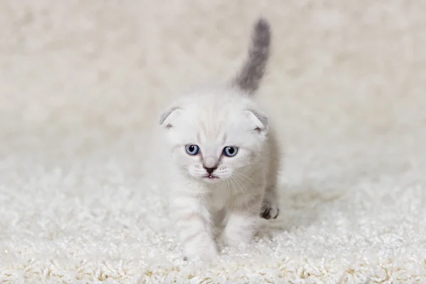 Tüylü bir halı üzerinde küçük kedi yavrusu — Stok fotoğraf