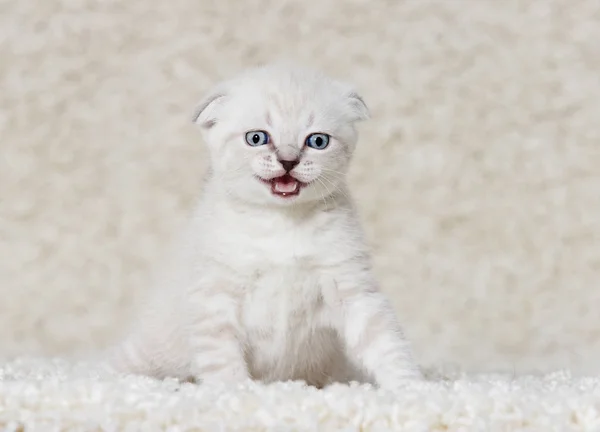 Kleines Kätzchen auf einem flauschigen Teppich — Stockfoto