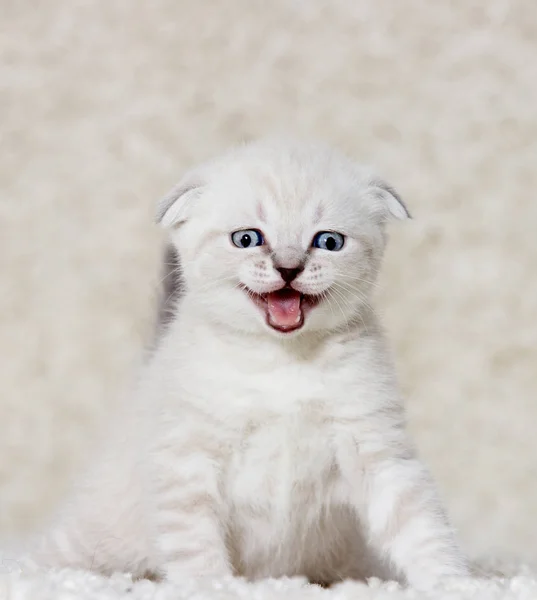 Kis cica, bolyhos szőnyegen — Stock Fotó