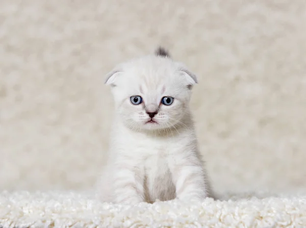 Tüylü bir halı üzerinde küçük kedi yavrusu — Stok fotoğraf