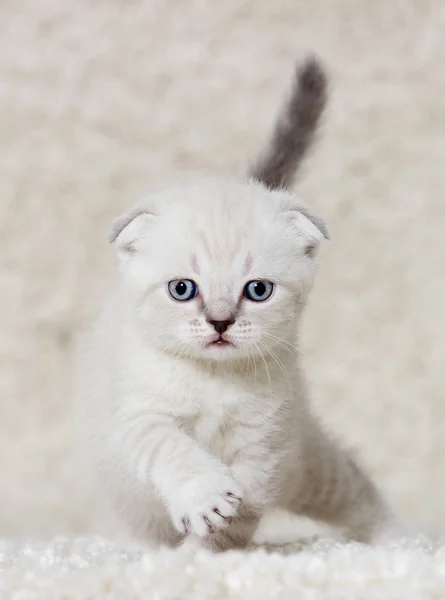 Kleines britisches Kätzchen auf einem flauschigen Teppich — Stockfoto