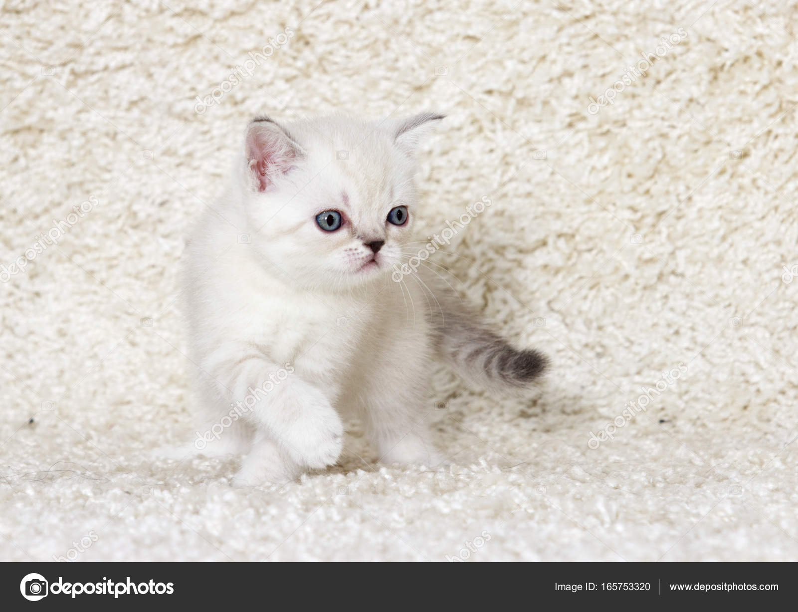 Little british kitten on a fluffy carpet — Stock Photo © gurinaleksandr ...