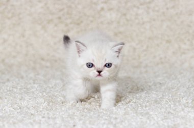 tüylü bir halı üzerinde İngiliz kedicik