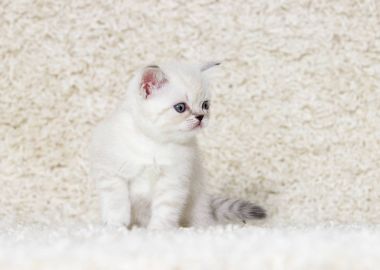 tüylü bir halı üzerinde küçük İngiliz yavru kedi