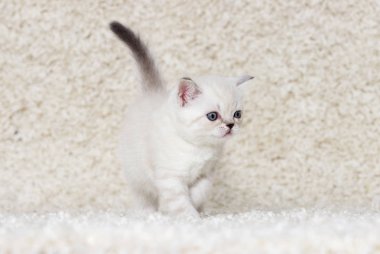 tüylü bir halı üzerinde küçük İngiliz yavru kedi
