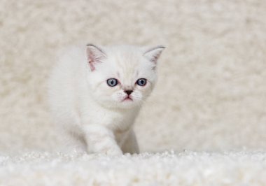 tüylü bir halı üzerinde bej İngiliz yavru kedi