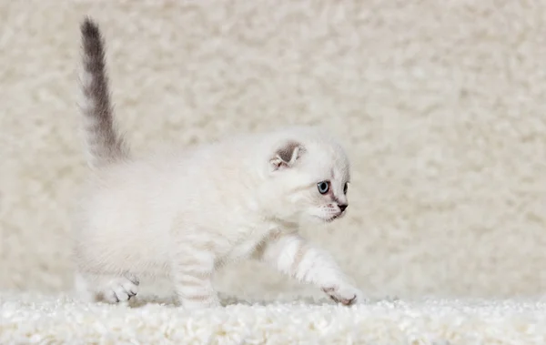 Pequeño británico gatito en un mullido alfombra —  Fotos de Stock