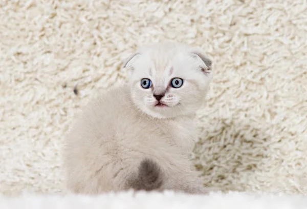Kleines britisches Kätzchen auf einem flauschigen Teppich — Stockfoto