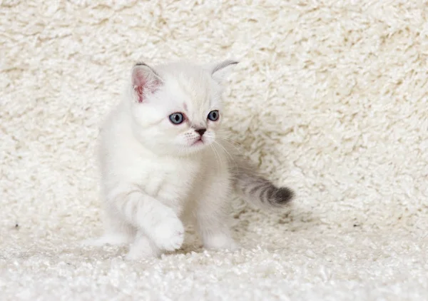 Pequeno gatinho britânico em um tapete fofo — Fotografia de Stock