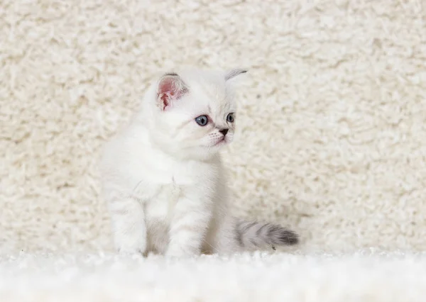 Liten brittiska kattunge på en fluffig matta — Stockfoto