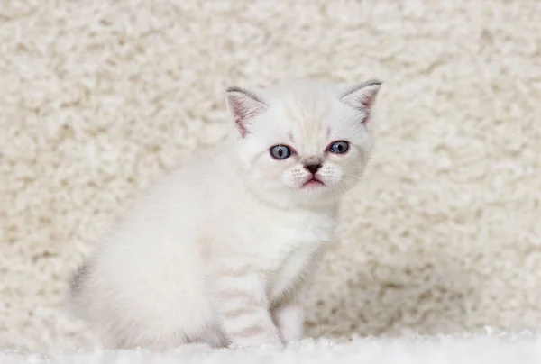 Liten brittiska kattunge på en fluffig matta — Stockfoto