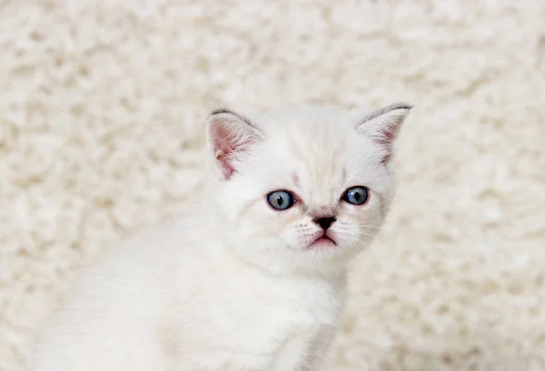 Porträtt av en liten beige brittiska kattunge på en fluffig matta — Stockfoto