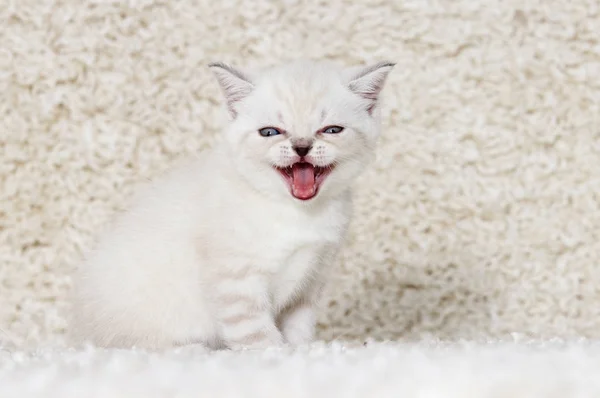 Beige britisches Kätzchen auf einem flauschigen Teppich — Stockfoto