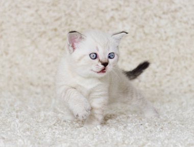 komik surat küçük kedicik