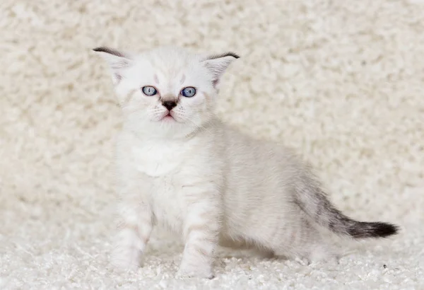 Beige brittiska kattunge på en fluffig matta — Stockfoto