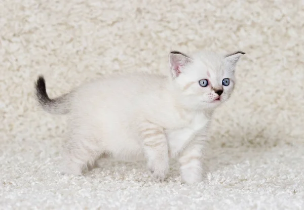 Små beige brittiska kattunge står i sidled — Stockfoto