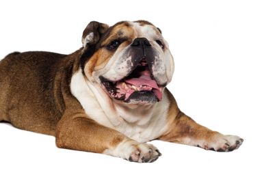 beyaz zemin üzerinde İngilizce bulldog