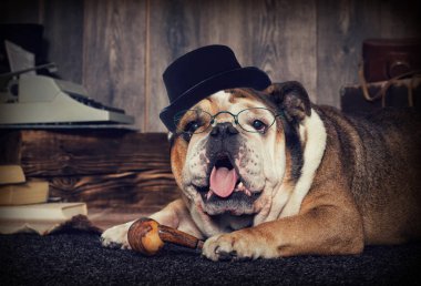 İngilizce bulldog retro tarzı