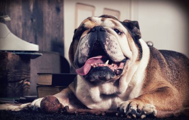 İngilizce bulldog retro tarzı