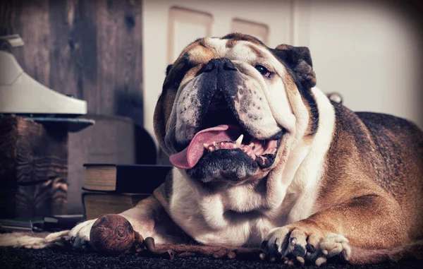 İngilizce bulldog retro tarzı