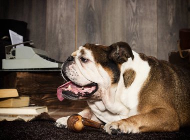 İngilizce bulldog retro tarzı